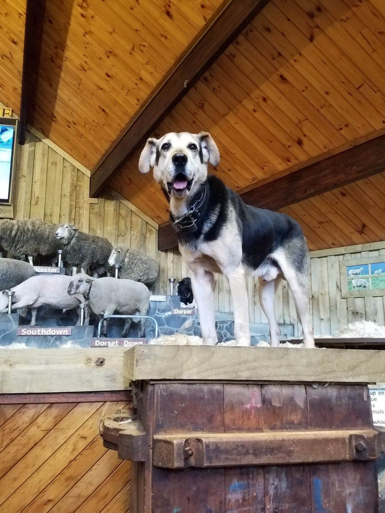 静的农场上就出现了一整座霍比特人村落j9