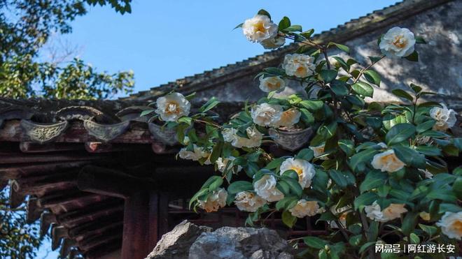 强？2025年八家实力机构深度解析j9九游会入口苏州定制游旅行社哪家(图1)